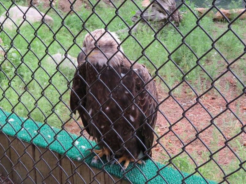 One sad Bald Headed Eagle